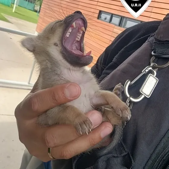 grok-video-4cb44b5c-040c-44b1-9436-4748c5348a03