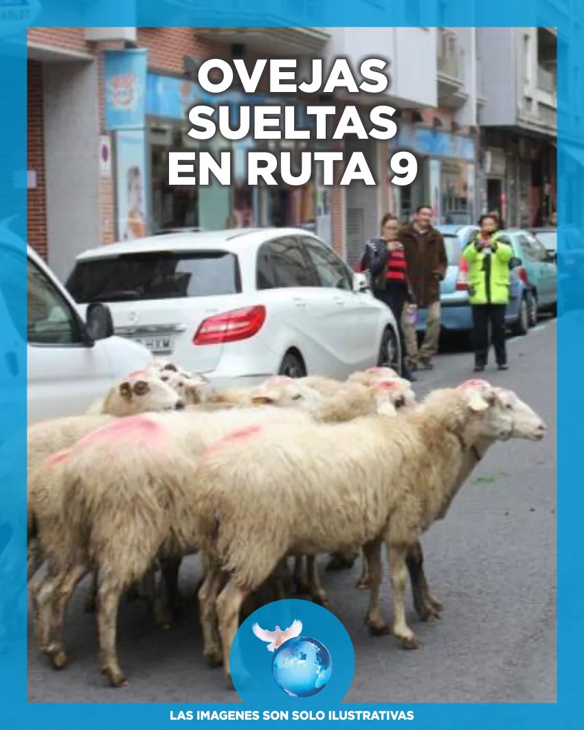 Ovejas Sueltas en Ruta 9