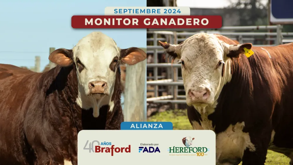 Monitor Ganadero Braford - Septiembre 2024