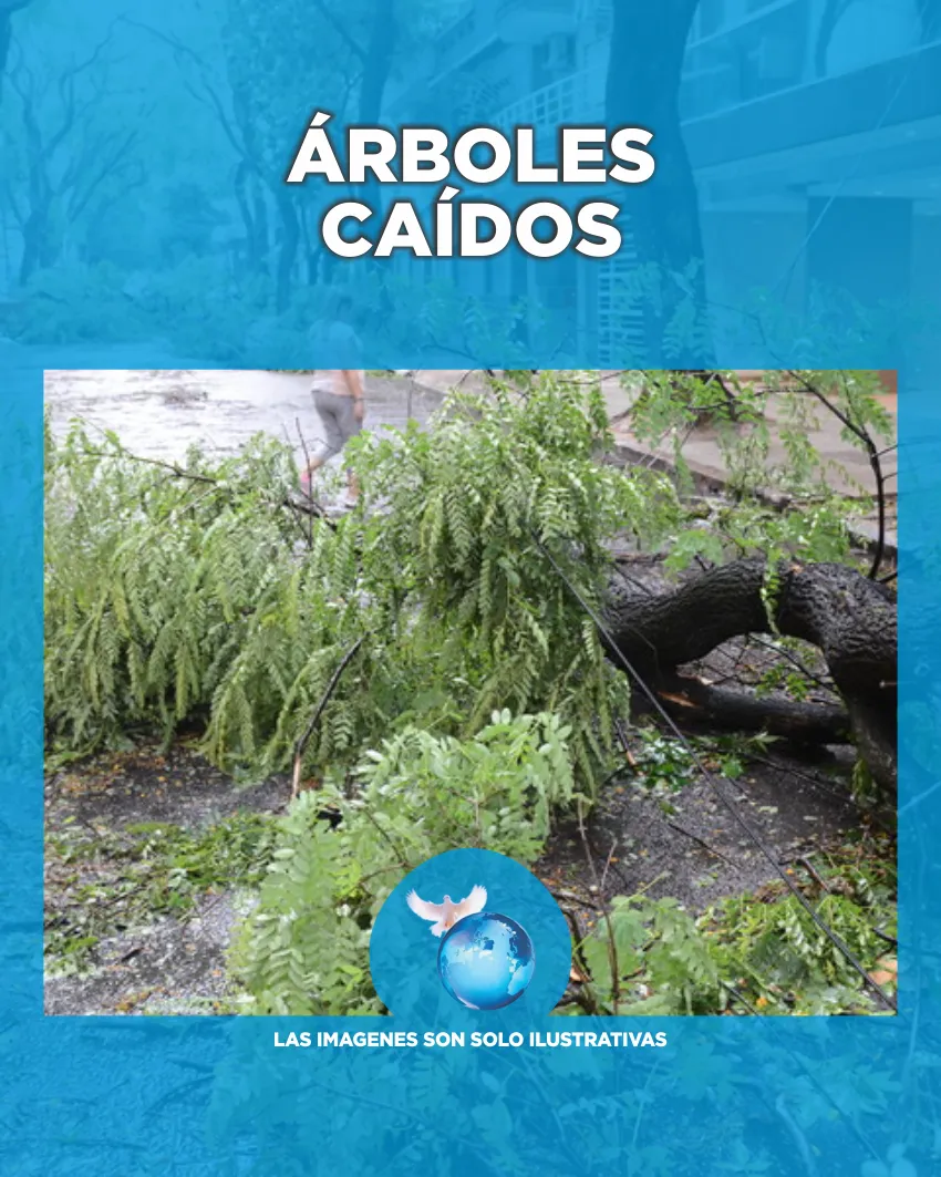 ARBOLES CAIDOS